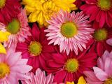 Flowers - Flowers symbolize love