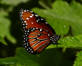 Queen Butterfly - I took this photo at the Butterfly Exhibit at Turtle Bay in Redding, CA. They get new butterflies on Thursdays, so I went that day. I was so pleased with all the beautifully new fresh butterflies they had. This particular butterfly is called 'Queen' Pretty huh?