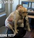 Dog Afraid - HaHa. A Picture Of An Afraid Dog