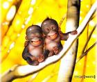 Friendly Monkey! - Monkey, Monkey. Best Friends Forever