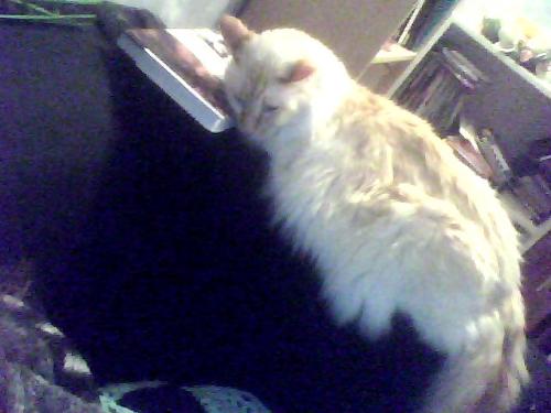 Shakti On The Couch With A Good Book.  - I finished reading a really good book the other day, and put it on the arm of the couch. Tonight when I looked up to see what the cat was doing, he had his chin on the book, and looked so very cute.