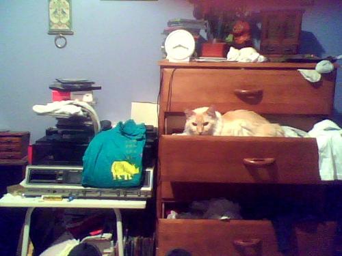Shakti's Favourite Place To Sleep Is... - ...in my dresser drawer. LOL He loves sleeping in there, so I keep it open for him. :) Does anyone else have a cat that does this?
