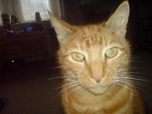 Gucci - My cat, Gucci.