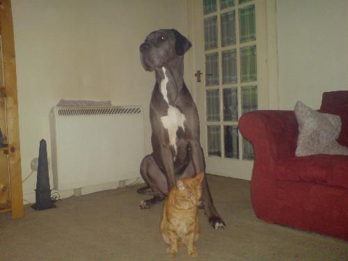 Juno & Gucci - Little and Large!
