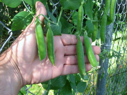 Peas - Using them this weekend. From my garden in Minnesota.