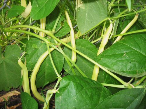 Yellow beans - My yellow wax beans I grew ion my Minnesota garden.