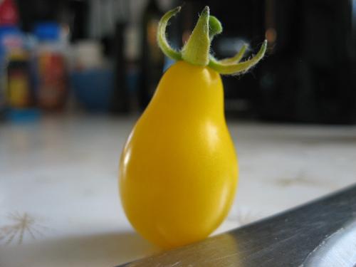 Yellow Pear Tomato - One of my many ripe yellow pear tomatoes Yellow Pear Tomato - One of my many ripe yellow pear tomatoes