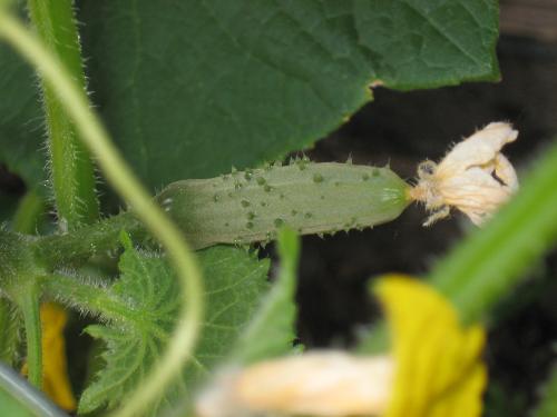 One of many - This is one of my many cukes growing