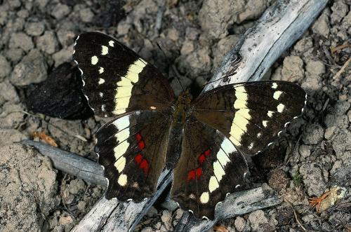 a beautiful butterfly - a beautiful butterfly - butterfly pics in nature