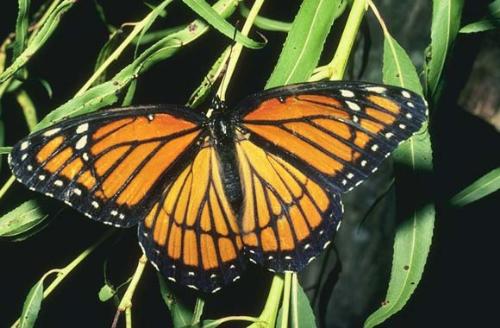 Natures beauty - butterfly - a wonderful butterfly