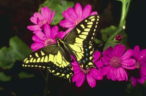 a butterfly on a pink flower - nice - a butterfly on a pink flower in a garden