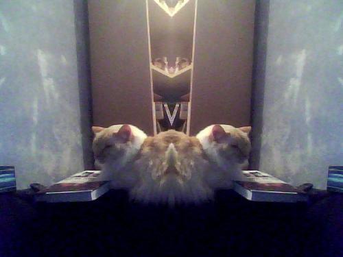 My Two-Headed Cat! LOL  - This is one of my favourite effects to paly with on my webcam, and my cat Shakti is one of my favourite subjects to photograph.