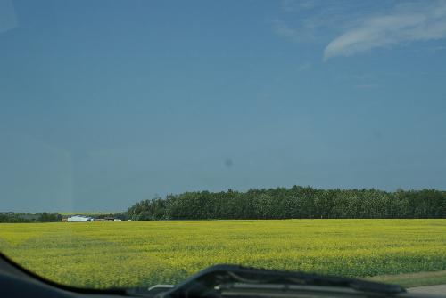 the canola fields smelled so good - so many fields of canola all over