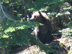 What would you do if confronted by this grizzly be - Grizzly bear caught on film.