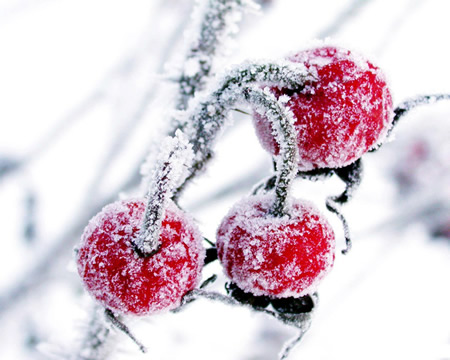 hawthorn - It is hawthorn in winter!