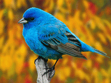different birds!!! - Just have a look at these cute Birdies...!!!