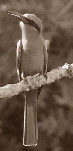 Twittering Bird - Nice little Bird
