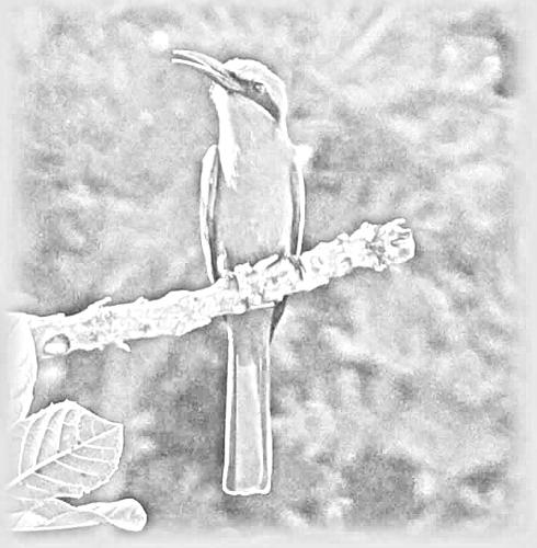 Pencil sketch of a Bird sitting on a stem. - This is a pencil sketch of Bird sitting on a stem.
