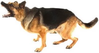 dogs - are you afraid of dogs?????