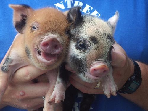 Two piglets - These are two cheerful piglets in someones arms.