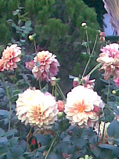 Flowers - Flowers of garden...Dahlia mainly.