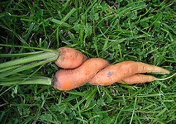 Carrot Love - Innertwined love