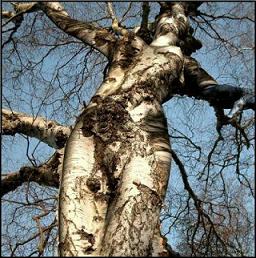 Natural Tree Woman - Beauty