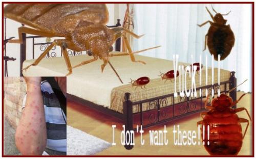 what's in your bed? - Hopefully not these uglies....