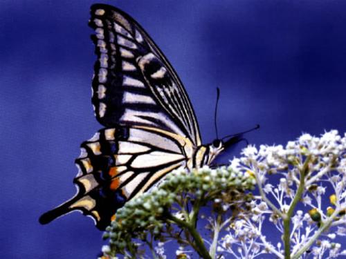 butterfly - unique butterfly