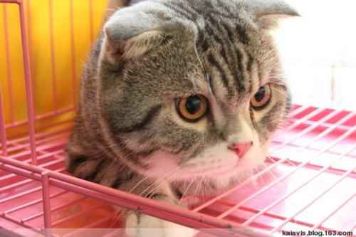 cat - cat..