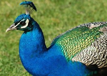 A bird photo - This is a photo of a bird