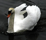 White Swan - This is a photo of a white swan bird.