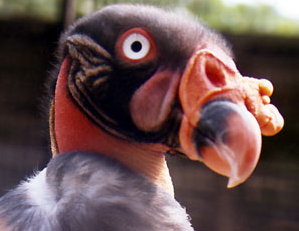 Interesting Bird photo - A very interesting bird photo.