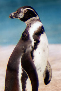 A penguin - Photo of a penguin