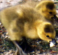 Nice little birds - Cute birds photo