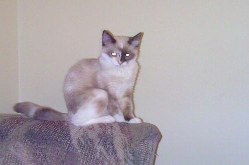 Bella! - The cat on the couch!