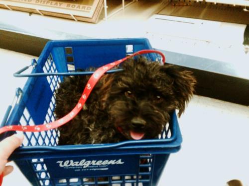Marley once again shopping - Marley once again shopping with us, so very cute.
