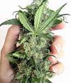 marijuana - marijuana plants