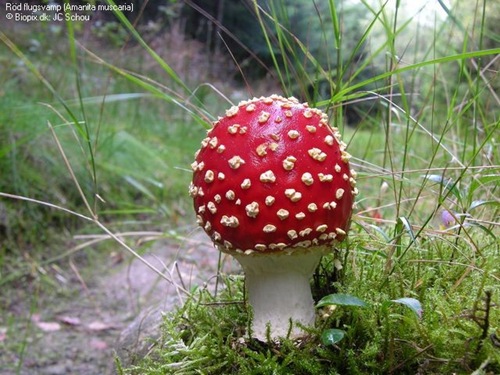 mushroom the lovely and decorative vegetable -  I love to have mushroom as it is full of protein and other natural goodness, it not only helps in changing my mouths taste but also make me feel good while having food..