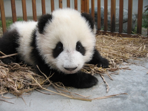 My favourite panda - Here is a photo of baby panda! I grabbed it from some Chinese forum. I love panda! Do you?