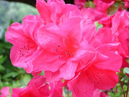 azalea flowers - What a great azalea *_*