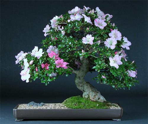 Azalea bonsai - It is a wonderful example of azalea's bonsai :) isn't it fashinating??? *_*