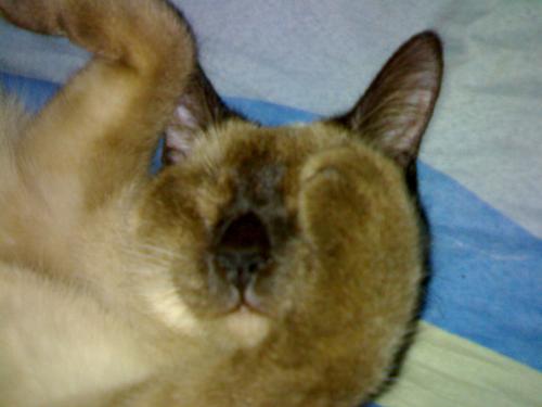 Shy Kitty - This was the photo of our beloved kitty 'Sabina'. Sabina once saved the life of my wife and I, there was one time when we are in our deep sleep, a snake was at our bed. Sabina tried to moved it away from cause she what harm this snake can do to us.