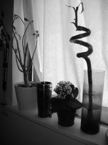 Plants on the window sill - A black and white photo of plants on a kitchen window sill