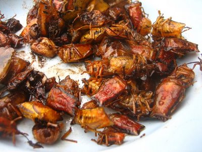 fried bugs - fried bugs on a plate as a snack