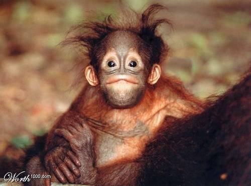 Me! - This is a photo i found on www.worth1000.com of an orangutan.