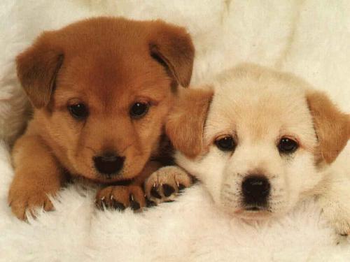 puppys - three lovely puppys