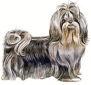 Cute Shitzu Clipart - Here is a cute clipart image of a shitzu puppy with the adorable front ponytail. Nice detail and pose!
