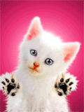 cat lick screen - awwwwwwwwwwwww