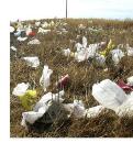 plastic bags to be recycled  - plastic bags for groceries - to be recyled